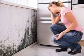 Mold Remediation for Vacation Homes in Westmont, NJ